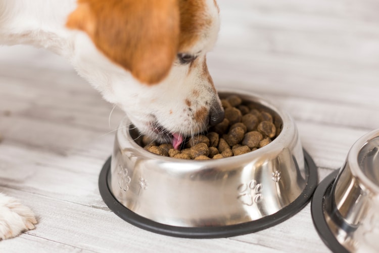 top dry dog food for small breeds